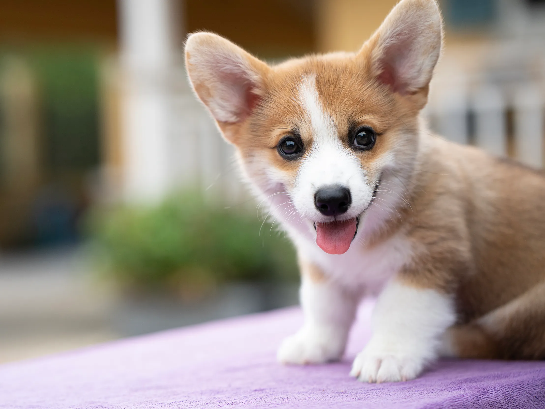 Корм для стерилізованих собак: особливості, переваги та рекомендації