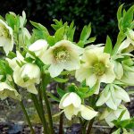 Морозник у саду: поради та натхнення від Florica.com.ua