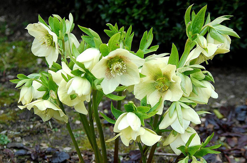 Морозник у саду: поради та натхнення від Florica.com.ua