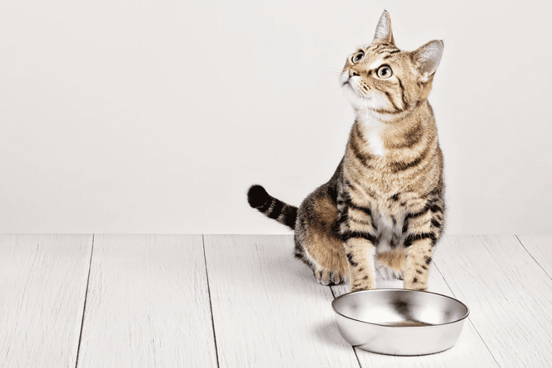 Почему стоит выбрать хороший сухой корм для котов